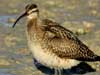 curlew