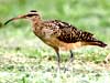 curlew