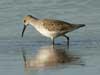 dunlin