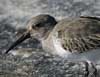 dunlin