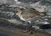 dunlin