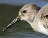 dunlin
