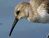 dunlin