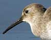 dunlin