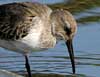 dunlin