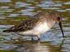 dunlin