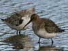 dunlin