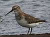 dunlin