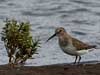 dunlin