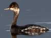 eared grebe