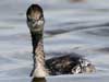 eared grebe