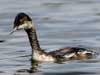 eared grebe
