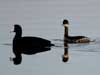 eared grebe