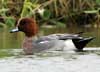 eurasian wigeon