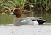 eurasian wigeon
