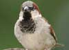 House Sparrow
