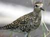 Pacific Golden Plover