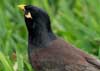 Myna