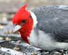 Red Crested Cardinal