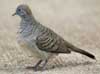 Zebra Dove