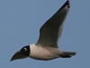 franklin gull
