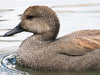 gadwall