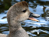 gadwall