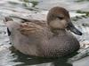 gadwall