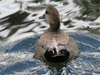 gadwall