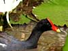 gallinule