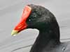 gallinule