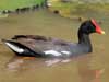 gallinule