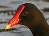 gallinule