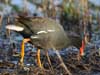 gallinule
