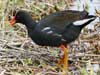 gallinule