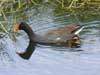 gallinule
