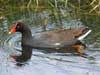 gallinule