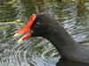 gallinule