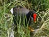 gallinule