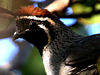 Gambel Quail