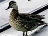 garganey