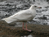 Glaucous Gull