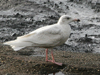Glaucous Gull
