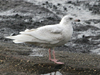 Glaucous Gull