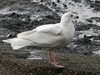 Glaucous Gull