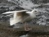 Glaucous Gull