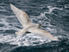 Glaucous Gull