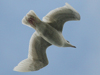 Glaucous Gull