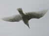 Glaucous Gull