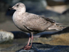glaucous-winged gull